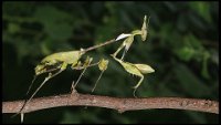 177 - PRAYING MANTIS ON STICK02 - KORLAPATI SARASWATIRAO - india <div